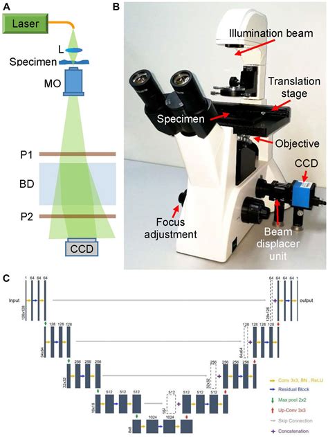 Frontiers Quantitative Phase Imaging Using Deep Off