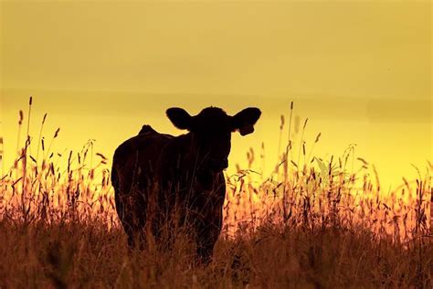 Cow Photography, Country Photography, Sunset Background, Yellow Background, Cow Wall Decor ...