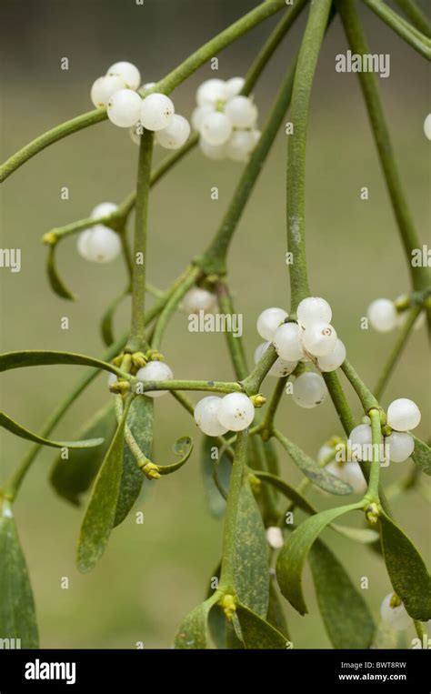 Mistletoe Mistletoes Plant Plants Parasite Parasites Parasitic Europe