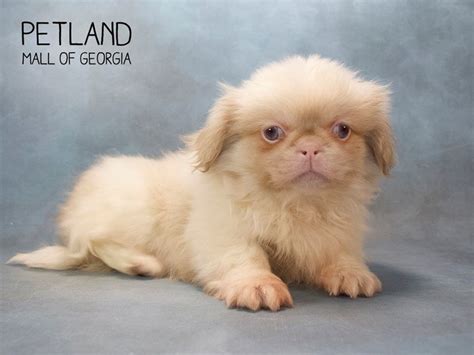 Pekingese Puppy Cream White Id2598 Located At Petland Mall Of Georgia