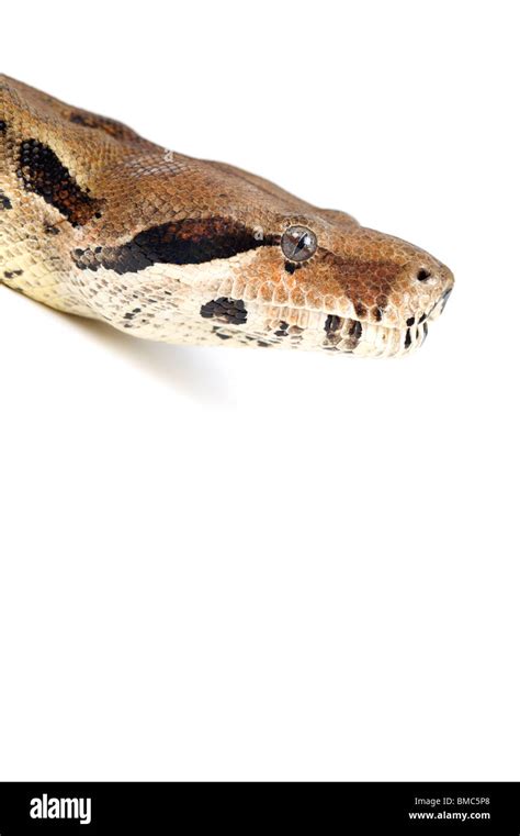 Boa Constrictor Serpiente Sobre Fondo Blanco Fotograf A De Stock Alamy