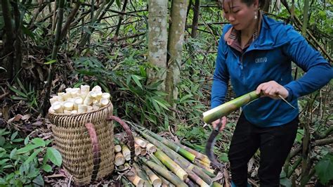 Harvesting Bamboo Shoots Goes To The Market Sellthương Bushcraft Youtube