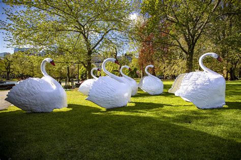 The Return Of Bostons Swan Boats A Welcome Sight In The Public Garden