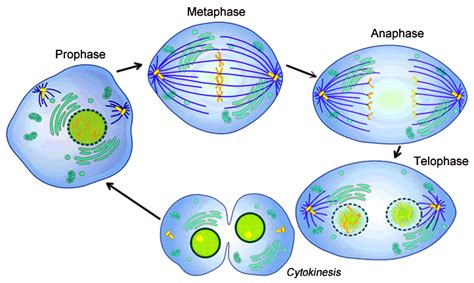 Stages of Mitosis - QS Study