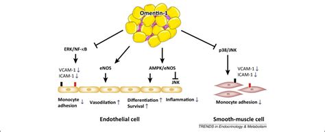 Metabolism Signaling Pathway Creative Diagnostics