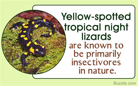 Interesting Facts About Yellow Spotted Tropical Night Lizards
