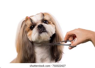 C Mo Se Le Lava La Cara A Un Shih Tzu Beagle Spain Tu Web Y