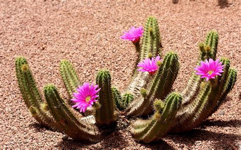 Details Cactus Rosa Del Desierto Abzlocal Mx