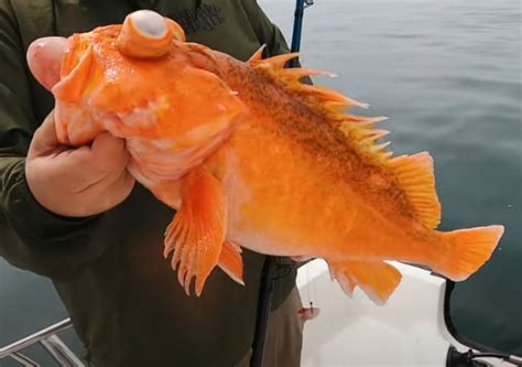 Rockfish Identification Bloodydecks