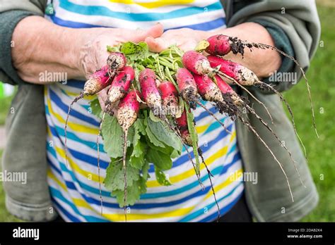 Harvest Of Radishes On Hands Of Farmer Woman Hands Holding Freshly Bunch Crop Growing Radish