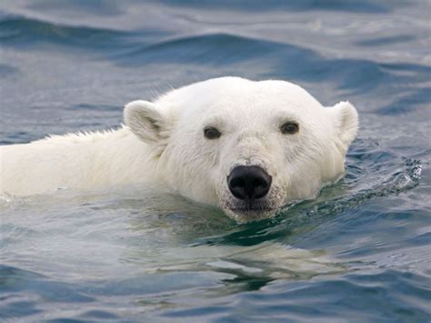 Les Ours Polaires Pourquoi La Sauvegarde De Lesp Ce N Cessite Plus Qu