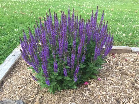 Salvia Garden Salvia Plants Zone Gardening Landscaping Front Yard