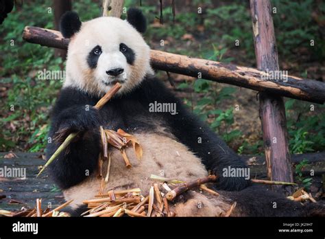 Giant panda eating bamboo cub hi-res stock photography and images - Alamy