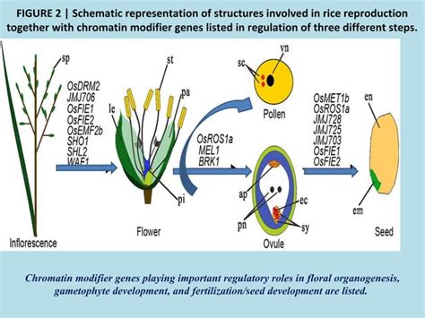 Epigenetic Regulation Of Rice Flowering And Reproduction Ppt