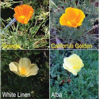 White-petal California poppy varieties show reduced flower PSY... | Download Scientific Diagram