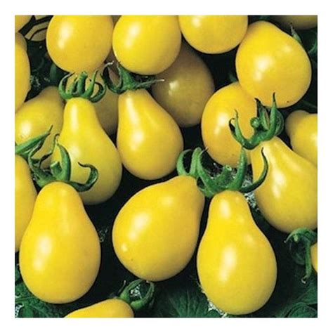 Gelbe birnenförmige Mini Tomate gelbes Birnchen yellow Pear 20