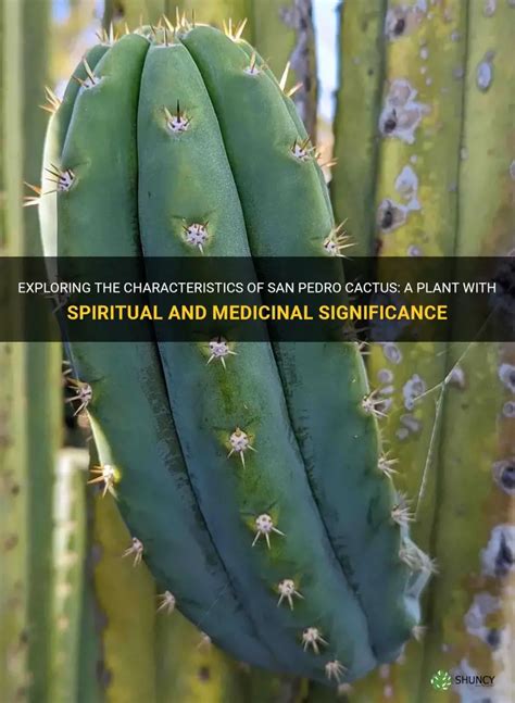 Exploring The Characteristics Of San Pedro Cactus A Plant With Spiritual And Medicinal