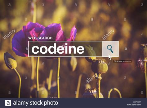 🔥 Free Download Codeine In Internet Browser Search Box Opium Poppy Field In Stock 1300x957 For