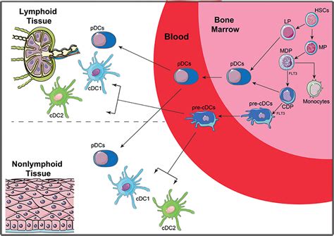 Frontiers Human Dendritic Cells Their Heterogeneity And Clinical