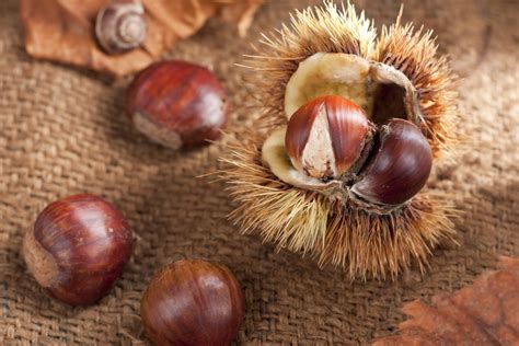 Castagne proprietà benefici e come si mangiano Non Sprecare