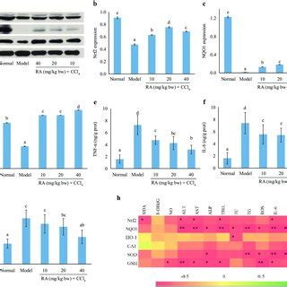 Effect Of RA On Nrf2 HO 1 And NQO1 Protein Expressions A D And The