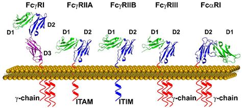 Frontiers Pentraxins And Fc Receptor Mediated Immune Responses