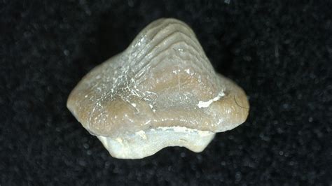 Ptychodus Crusher Shark Tooth #7 | Fossils for Sale