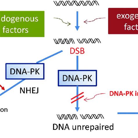 Mode of action of DNA-PK inhibitors. DSB: DNA double-strand breaks;... | Download Scientific Diagram