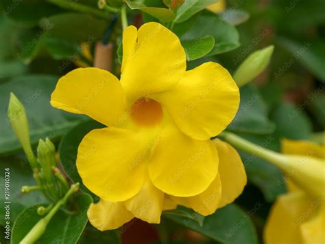 Mandevilla sanderi Mandévilla ou dipladénia Une plante grimpante aux