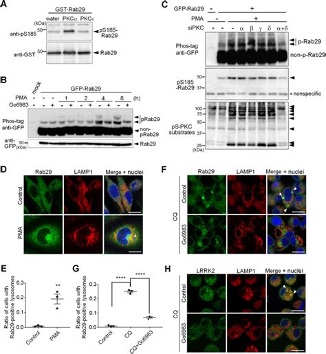 Mouse Macrophage Like Cell Line Raw264 7 ATCC Bioz