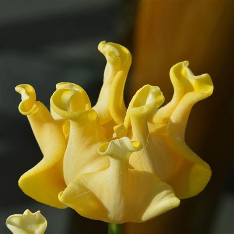 The Unique Tulip The Tulipa Yellow Crown Has Made An Appearance At The Butchart Gardens For