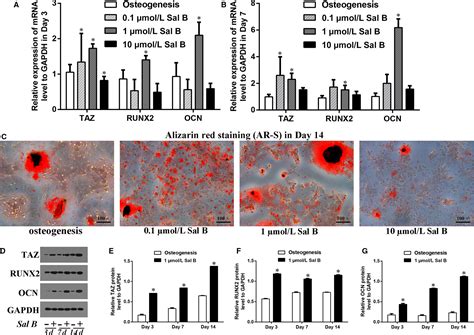 Sal B Targets TAZ To Facilitate Osteogenesis And Reduce Adipogenesis