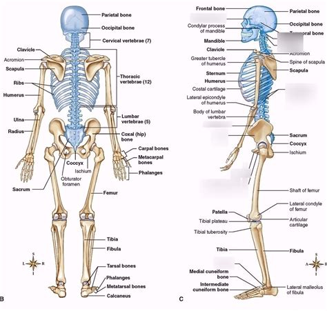 Lateral View Of The Skeleton 2 Diagram Quizlet