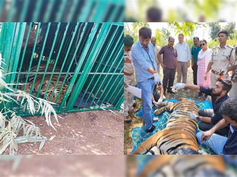 Bhopal Tiger Finally Caught In Greed Of Goat End Of Panic In Manit