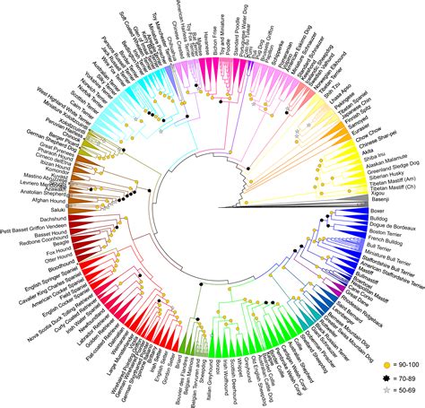 Nhgri The Nhgri Dog Genome Project
