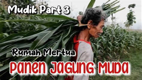 Serunya Mudik Part Panen Jagung Muda Untuk Dibakar Jagung Bakar