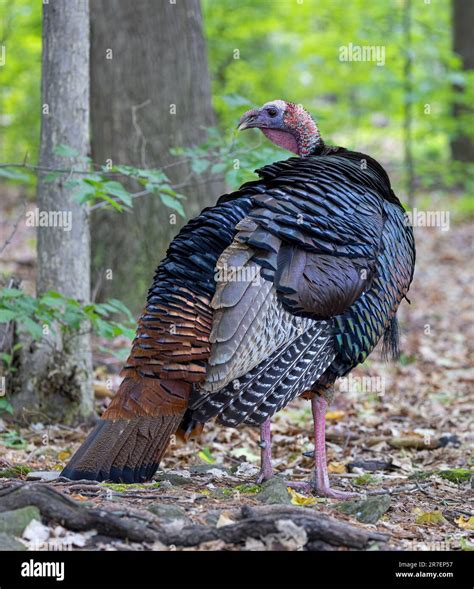 Eastern Male Wild Turkey Tom Meleagris Gallopavo Strutting With Tail