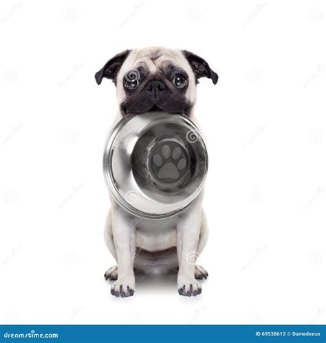 Hungry Dog With Bowl Stock Image Image Of Isolated Lunch 69538613