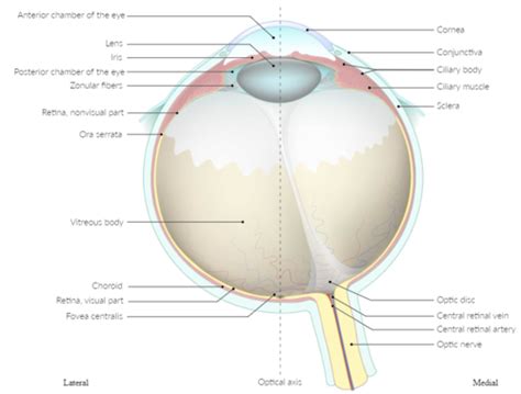 Q Innervation And Vascularization Of Conjunctiva Lacrimal Drainage