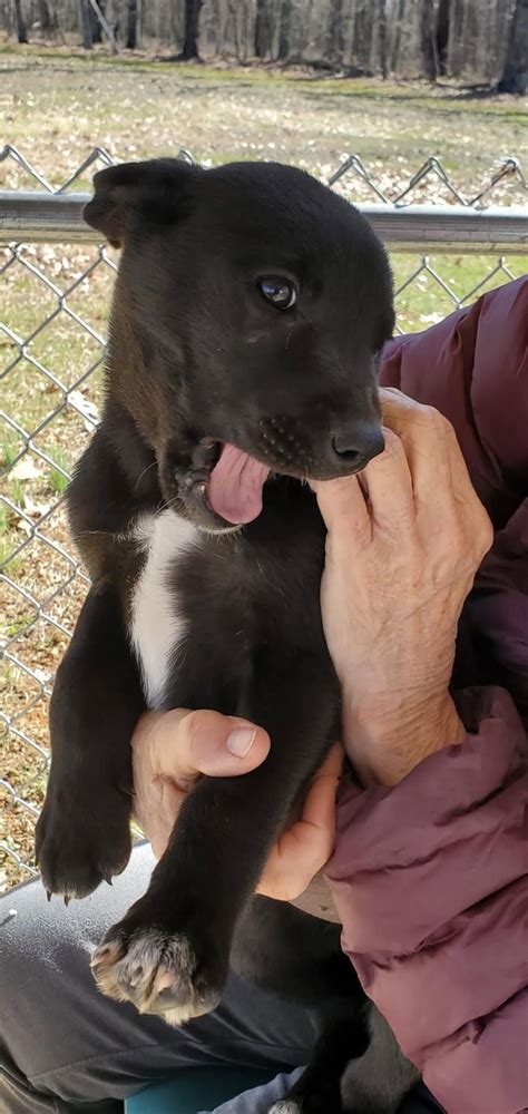 Dog For Adoption Desiree At Shelter A Labrador Retriever In Chase