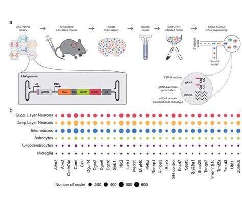 Aav Perturb Seq Laboratory For Biological Engineering Eth Zurich