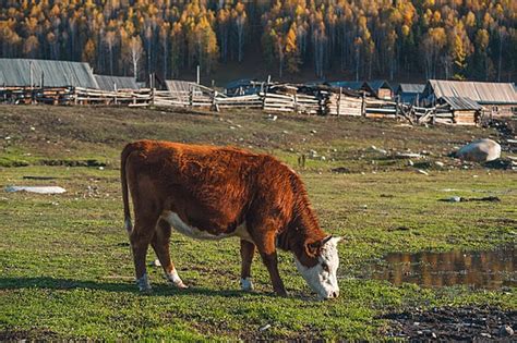 Yellow Cattle Grazing On Grassland Background, Cattle, Grassland ...