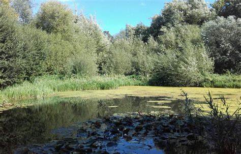 Bowthorpe Marsh Norwich Ce Quil Faut Savoir Pour Votre Visite 2022