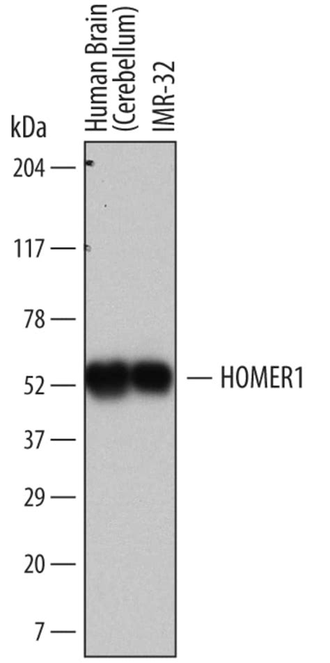 Humanmouserat Homer1 Antibody 100ug Unlabeledantibodies Monoclonal