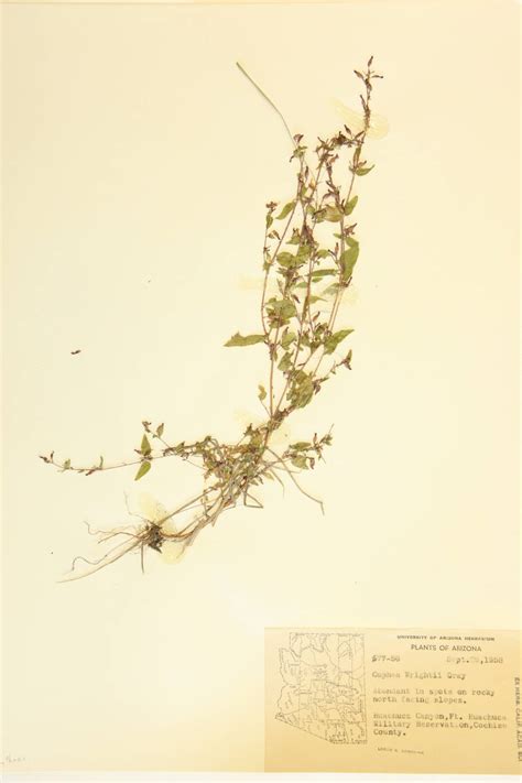 Seinet Portal Network Cuphea Wrightii