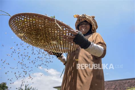 Badan Pangan Nasional Sinergikan Pengendalian Kerawanan Pangan Dengan Daerah Republika Online