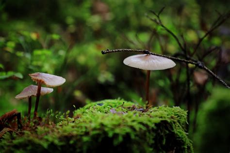 Fungi By Laura B R On Deviantart