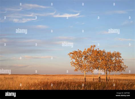 Aspen Parkland Biome Hi Res Stock Photography And Images Alamy