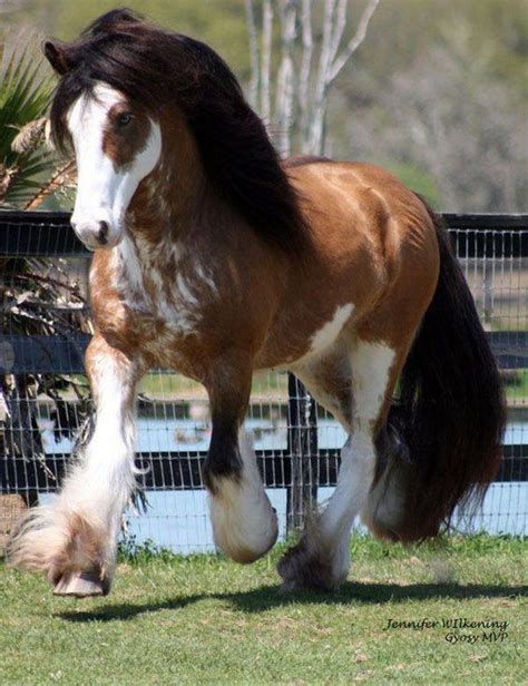 Pin by Alpok I on Colors & Coat Patterns in 2020 | Horses, Clydesdale ...