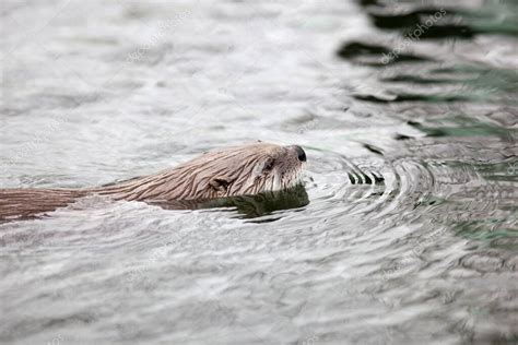 nutria europea Lutra lutra también conocida como nutria euroasiática